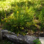 Färber-Ginster Färber-Ginster