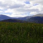 Zwei Arber über einer Löwenzahnwiese