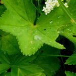 Am Vormittag hat es noch geregnet Am Vormittag hat es noch geregnet