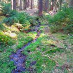 Der Bach entspringt dem Baum im Hintergrund und läuft etwa 150 Meter den Hohlweg hinunter, ehe er wieder im Waldboden versickert