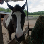 Lässt Du mich in Ruhe fressen?