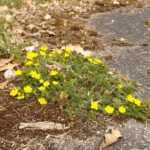 Dazwischen kämpfen sich Blümchen durch die Teerdecke