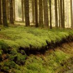 Gefräßige Mooselementare