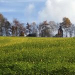 Baumreihe hinter Raps