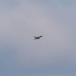 Ist er nicht schön?