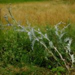 Gewaltige Distel