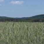 Falkenberg und Einsiedelhöhe