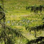 Nicht verlandet, sondern schwimmend Nicht verlandet, sondern schwimmend