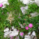 Die Distel ist nicht nur schottische Nationalpflanze, sondern auch in Glarus beheimatet Die Distel ist nicht nur schottische Nationalpflanze, sondern auch in Glarus beheimatet