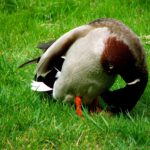 Was juckt da ihren Göttergatten?