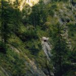 Die Sonne steht tief und beleuchtet nur noch die Wipfel der Bäume