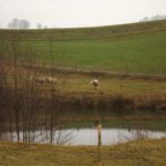 Frauchen ist wichtiger als posieren