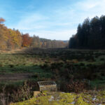 Der Braunsweiher kann wohl als Teichbrache betrachtet werden