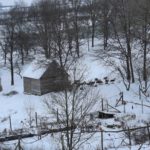 Gehegtes Hirschrudel