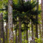 Heranwachsend Heranwachsend