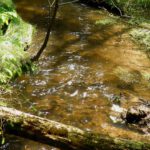 Lichtspiel hinter der Insektenbrücke