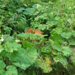 Wer versteckt sich da?