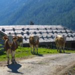 Hier verkroch sich Coco hinter mir, inzwischen ist ihre Angst vor Kühen aber wieder verflogen