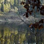 Tautropfen im Sonennlicht