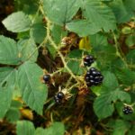 Ein Teil der Brombeeren ist schon reif