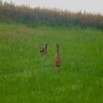 Hey, ich tu euch doch nix!