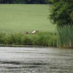 Hier wird die neue Sorte Weiherhonig produziert