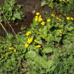 Sumpfdotterblumen Sumpfdotterblumen