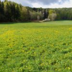 Aber auch der Löwenzahn blüht