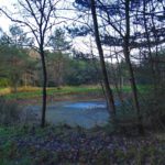 Fischteich mit Bankerl Fischteich mit Bankerl