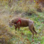 Coco liest Hunde-Facebook