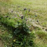 Noch nicht aufgeblüht