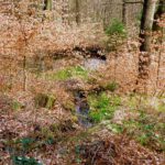 Ein Tümpel wird von einem Bacherl gespeist Ein Tümpel wird von einem Bacherl gespeist