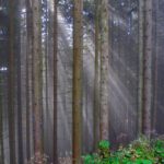 ...Lichtspiele im Wald