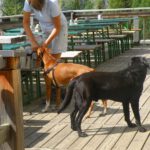 Coco bettelt und lässt sich hofieren