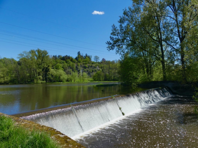 Das Naabwehr beeinträchtigt die Schwarzachmündung ziemlich stark