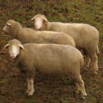 Genügt das als Ersatz?