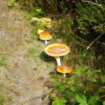 Fliegenpilzspalier Fliegenpilzspalier