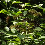 Erste Holunderbeeren sind reif