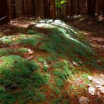 Moosteppich Moosteppich