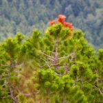 Wer da wohl den Ast angenagt hat?