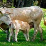 Mutterliebe Mutterliebe