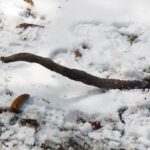 Die Übeltäterin. Beim Eishockey hätte es 2 Minuten wegen Beinstellen gegen Karl gegeben