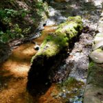 Urzeitliches U-Boot?