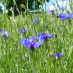 Kornblumen in Hülle und Fülle