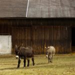 Neugierige Nachzügler