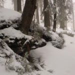 Ein Drache kuschelt sich um einen Baum