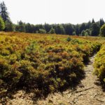 Beerenparadies am Lindbergschachten