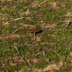 Ein Männlein steht am Felde…