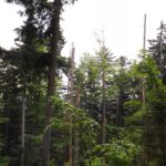 Tot und lebendig Tot und lebendig