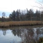 Schilf auch im Regenrückhaltebecken Schilf auch im Regenrückhaltebecken
